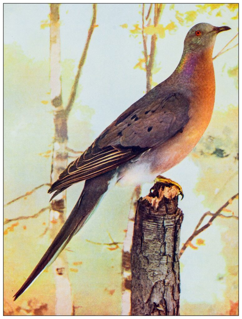 antique ornithology color image: passenger pigeon
